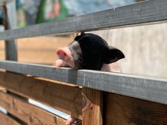 -北京鹿世界主题园