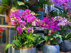 -曲阳花鸟市场(曲阳路店)