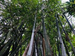 竹林下吃竹筒饭-丰依竹食·老牌竹筒饭