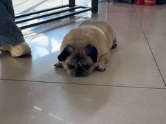 -艾贝尔宠物医院 ·中兽医·宠保定点(北门桥店)