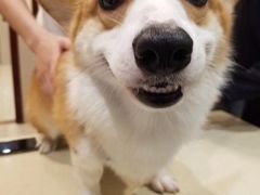-艾贝尔宠物医院·24H转诊中心·肿瘤猫专科(江宁双龙店)