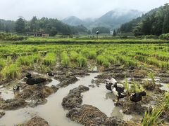 -紫鹊界梯田景区
