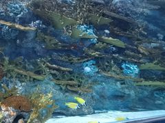 -上海海洋水族馆