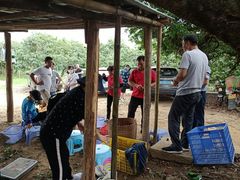-从化深英荔枝黄皮龙眼采摘园