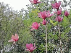 -深圳国际园林花卉博览园