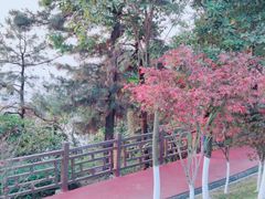 -铁山坪森林公园