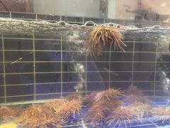 -海玥荟海鲜姿造自助餐厅(欧罗巴广场店)