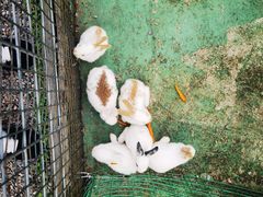 -前小桔亲子创意农场·草莓采摘·露营烧烤