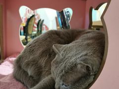 -猫小院猫主题餐厅(三里屯店)