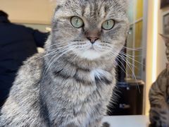 -猫小院猫主题餐厅(南锣旗舰店)