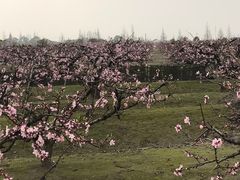 -南汇水蜜桃采摘(大团店)