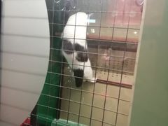 -猫咪博物馆(顶澳仔猫街店)