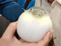 -肆月河豚·新淮扬(金融街店)