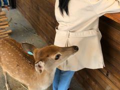 -鹿境梅花鹿生态园区