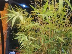 -黄鹤天厨·泡椒田鸡创始者(莲花店)