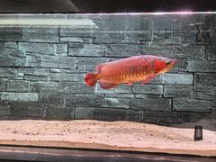 -星巴克(北京西大望路温特莱店)