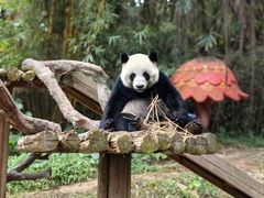-广州长隆飞鸟乐园