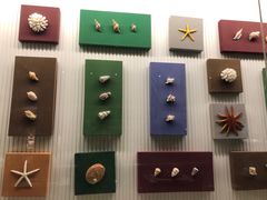 -青岛贝壳博物馆