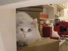 -Babycat私家御饼屋(龙头路一店)