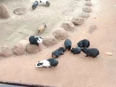 -海南热带野生动植物园