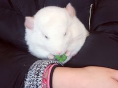 -藦茜花园宠物主题亲子互动体验馆(国顺东路店)