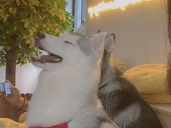 -Husky Go! 哈士奇体验馆·宠物咖啡厅狗咖