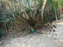 -西双版纳傣族园
