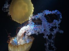 -欢乐海岸海洋奇梦馆