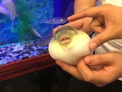-肆月河豚·新淮扬(金融街店)