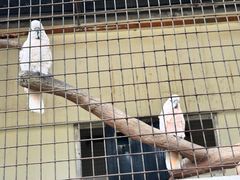 -吉隆坡雀鸟公园