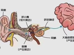 -自然之声助听器·呼吸机(翠微大厦店)