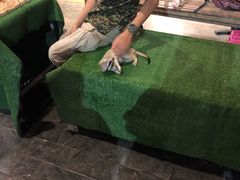 -清迈夜间动物园