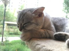-名猫咖啡馆·撸猫·拼豆