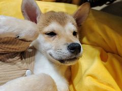 -逗柴咖啡屋·狗咖猫咖宠物桌游