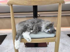 -喵园·猫主题咖啡厅·撸猫·猫咖(国贸店)