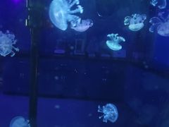 -海合安武汉极地海洋公园