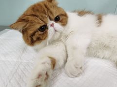 -小伙伴宠物医院•急重症转诊中心·老年专科·犬猫全科(北大街总院)