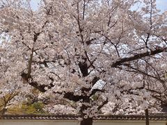 -醍醐寺