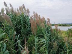 -贡湖湾湿地公园