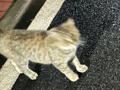 -伟伟宠物医院·瑞派猫友好医院·猫科(光谷店)