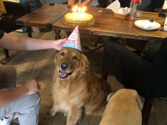 -百好乐宠物友好餐厅(朝外大街店)