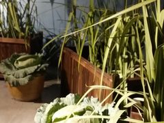 -小火花·干式熟成牛排馆Spark SteakHouse(剑桥郡店)