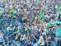 -韶山毛泽东同志故居