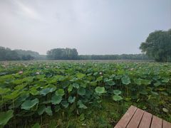 -东郊湿地公园