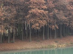 -贡湖湾湿地公园