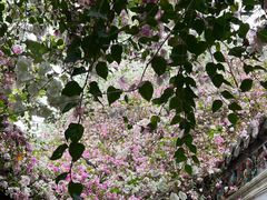 -深圳国际园林花卉博览园