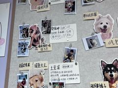 -毛绒耶耶撸宠馆·猫咖·狗咖·荷兰猪咖