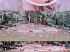 -东部华侨城