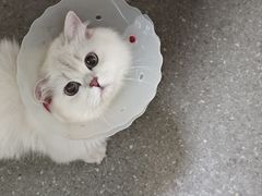-伟伟宠物医院·瑞派猫友好医院·猫科(光谷店)