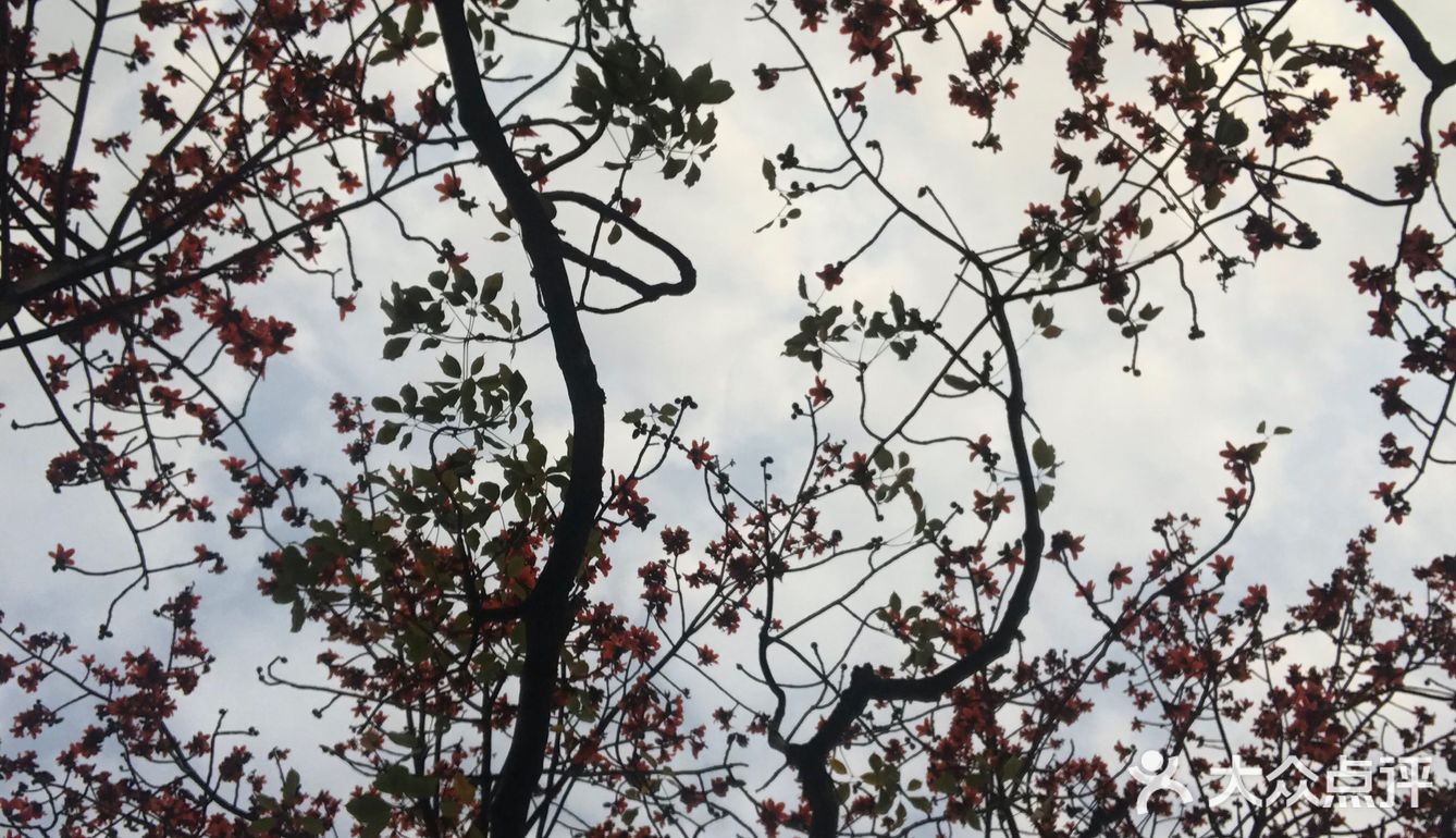 木棉花开 飞絮濛濛